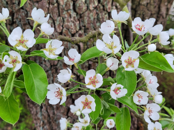 Blüte Birne Pyrus Köstliche von Charneux