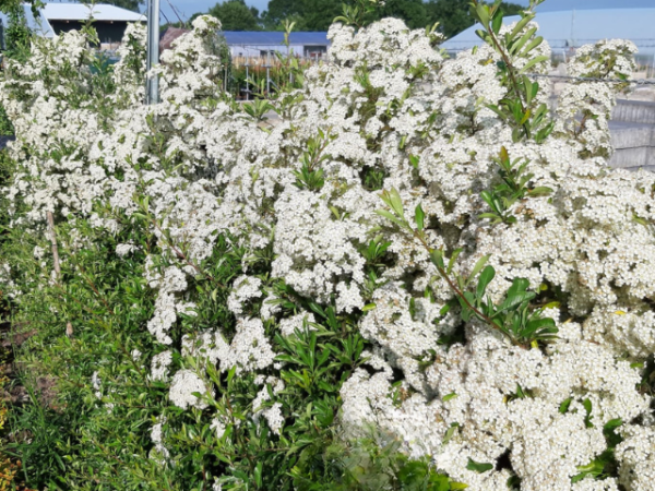 Pyracantha "Soleil d'Or" - (Feuerdorn Soleil d'Or),