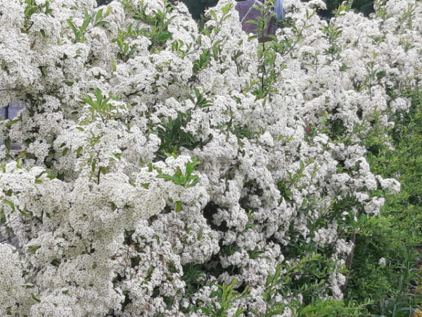 Pyracantha "Orange Glow" - (Feuerdorn Orange Glow),