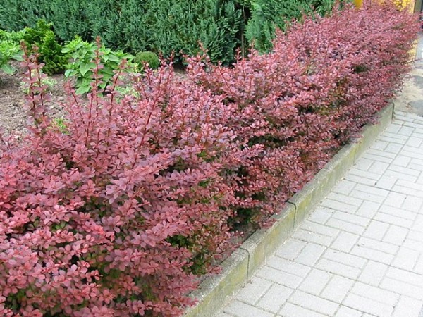 Berberis thunbergii "Atropurpurea" - (Blut-Berberitze),