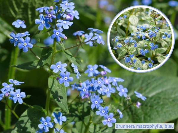 Kaukasusvergissmeinnicht Brunnera macrophylla