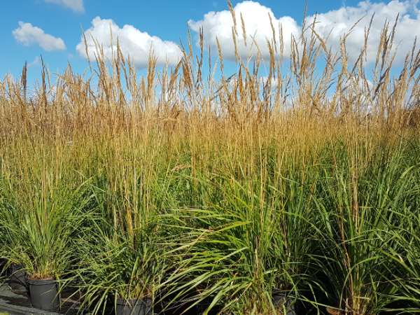 Garten Ziergras Karl Foerster Calamagrostis Reitgras