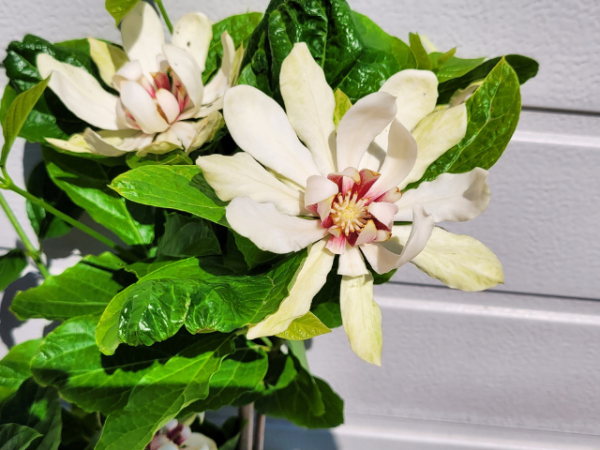 Calycanthus Venus - Gewürzstrauch Venus
