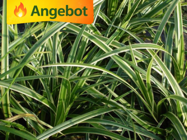 niedriges ziergras bodendecker