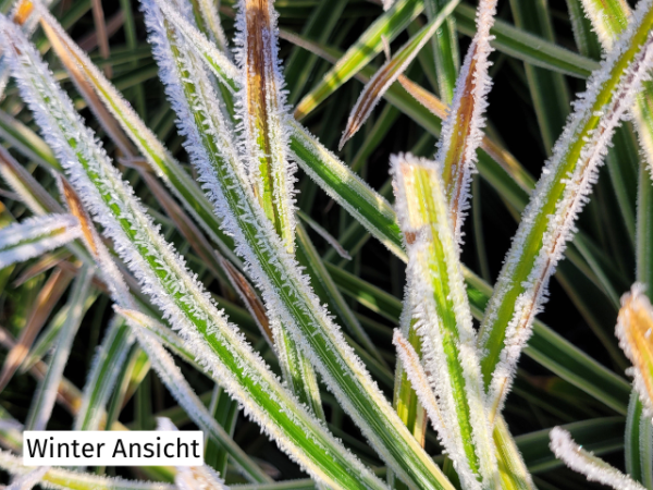 Carex foliosissima Icedance Winter