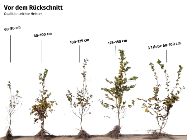 Wurzelware Carpinus betulus Hainbuche Weißbuche