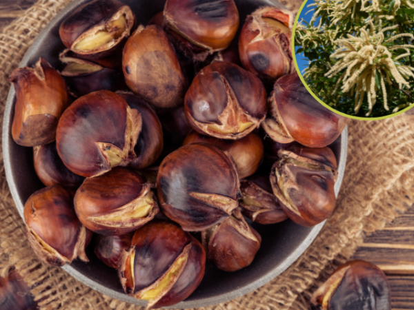 Castanea sativa Esskastanie
