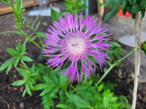 Kaukasus-Flockenblume - Centaurea dealbata