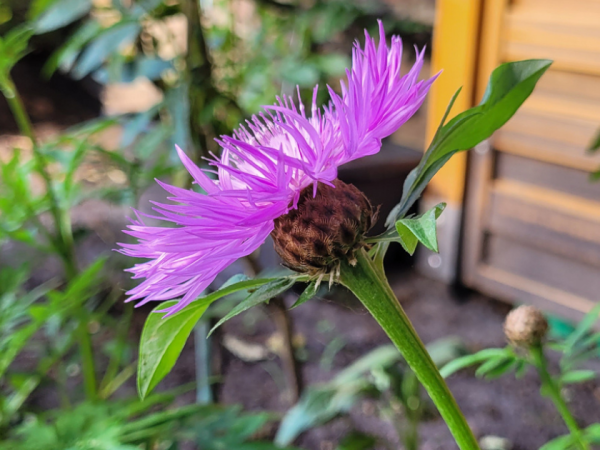 Kaukasus-Flockenblume - Centaurea dealbata