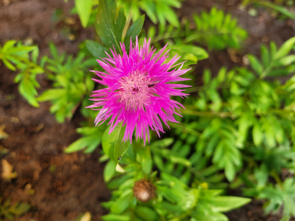 Kaukasus-Flockenblume - Centaurea dealbata