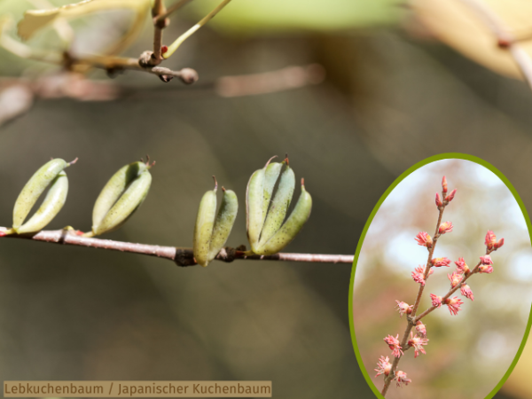 Lebkuchenbaum - Cercidiphyllum japonicum