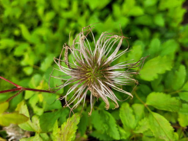 Alpen-Waldrebe - Clematis alpina | Hecken-Direkt.de
