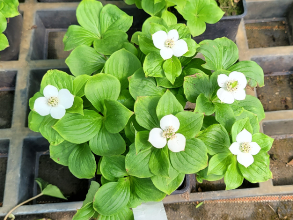Cornus canadensis - Teppich Hartriegel