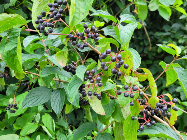 Cornus sanguinea Roter Hartriegel