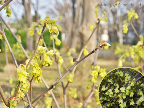 Corylopsis pauciflora - Niedrige Scheinhasel