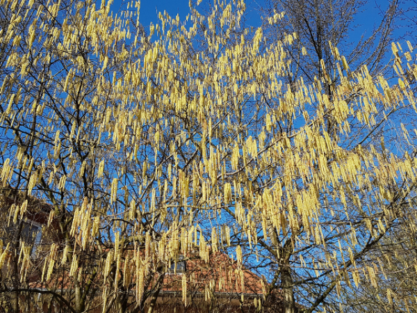 Haselnuss - Corylus avellana