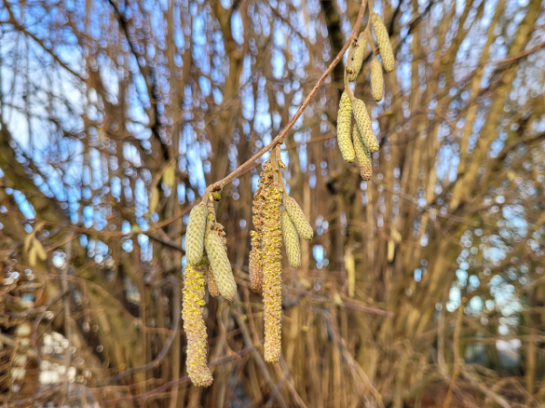 Haselnuss - Corylus avellana Blüte