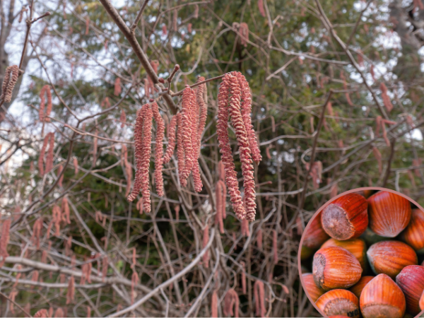 Corylus maxima "Purpurea" - (Echte Bluthasel),