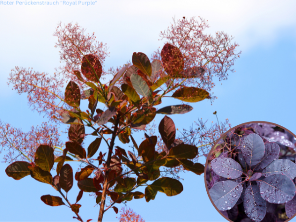 Roter Perückenstrauch Royal Purple - Cotinus coggygria Royal Purple