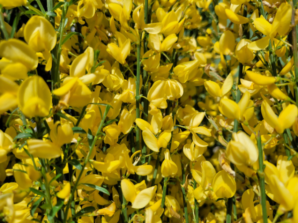 Cytisus praecox "Allgold" - (Elfenbeinginster "Allgold"),
