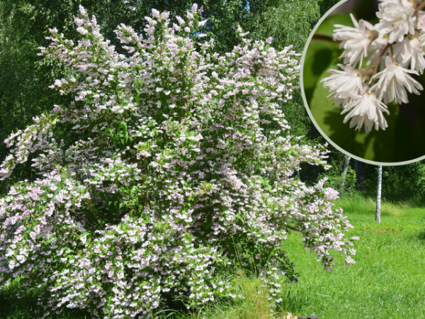 Deutzia scabra "Plena" - (Gefüllte Deutzie),