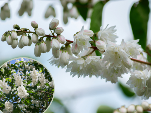 Deutzia scabra "Plena" - (Gefüllte Deutzie),