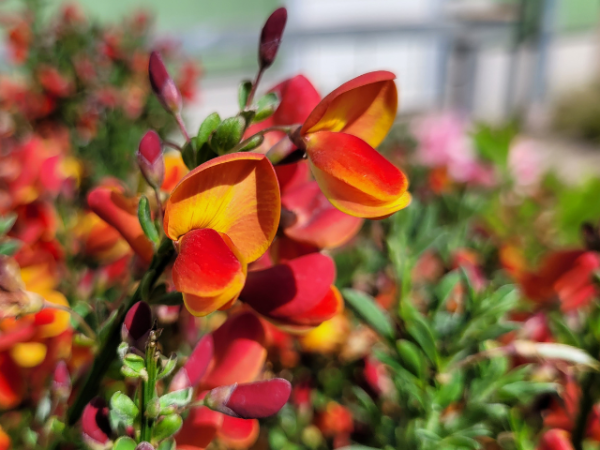 Cytisus scoparius Lena - Edelginster Lena