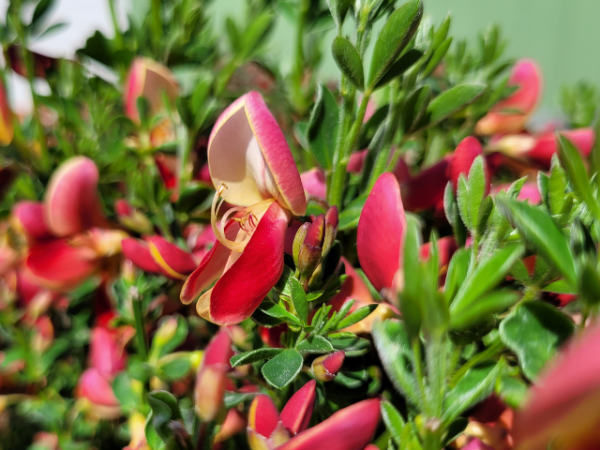 Cytisus scoparius Roter Favorit - Edelginster Roter Favorit