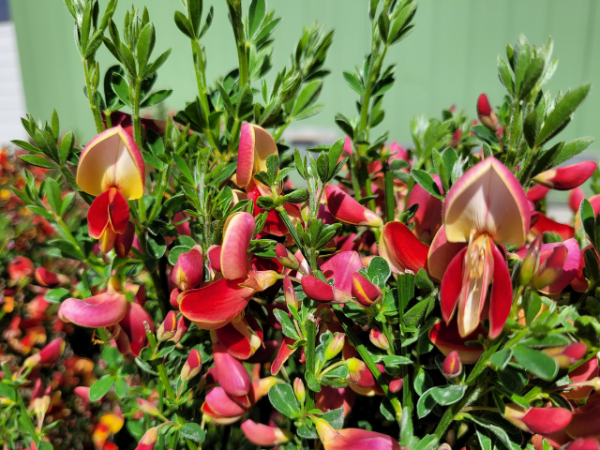 Cytisus scoparius Roter Favorit - Edelginster Roter Favorit