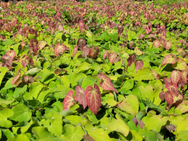 Epimedium x versicolor 'Sulphureum'  - (Elfenblume 'Sulphureum' ),