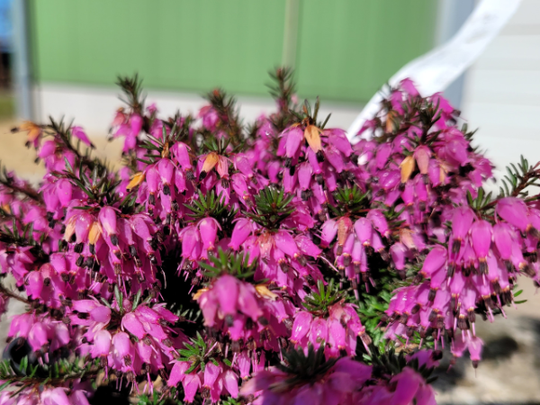 Erica carnea "Lohses Rubin" - (Echte Heide "Lohses Rubin"),