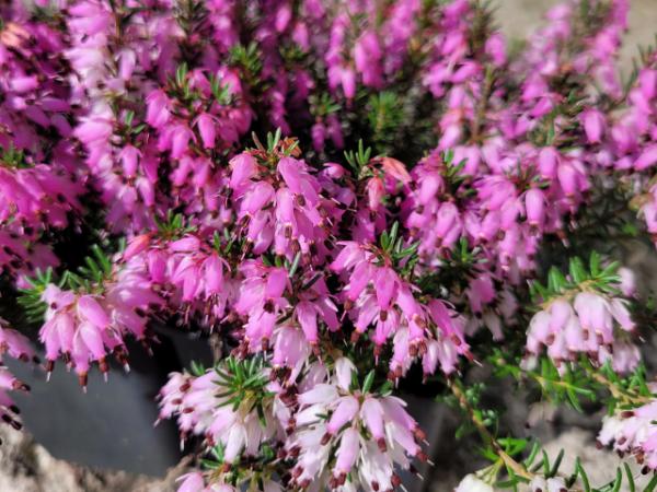 Erica carnea "Rubinteppich" - (Schneeheide "Rubinteppich"),