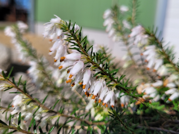 Erica carnea "Springwood White" - (Schneeheide "Springwood White"),