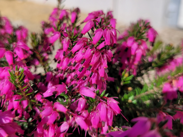 Erica carnea "Vivelli" - (Schneeheide "Vivelli"),