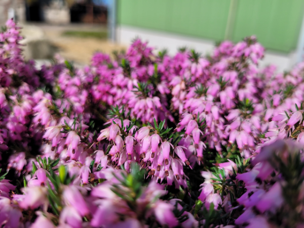 Erica carnea "Winter Beauty" - (Schneeheide "Winter Beauty"),