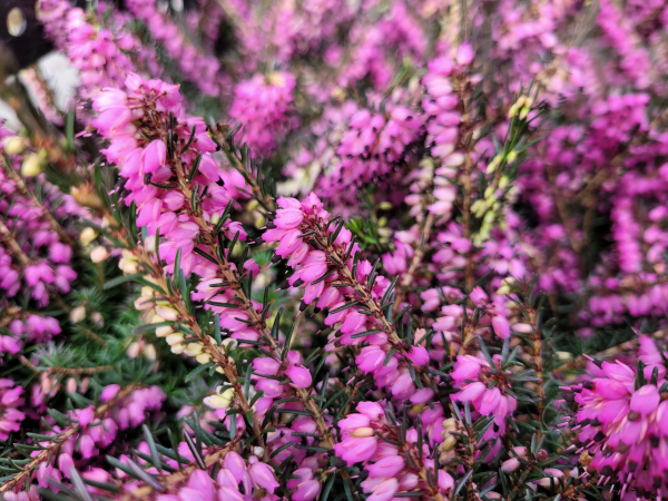 Erica darleyensis "Kramer's Rote" - (Winterblühende Heide "Kramer's Rote"),