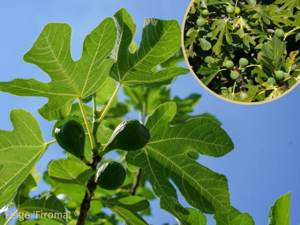 Ficus carica Firoma ® - (Feige