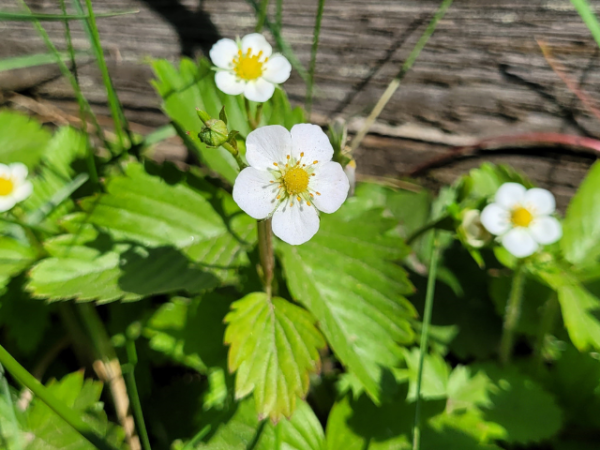 Fragaria vesca var. vesca Wald-Erdbeere