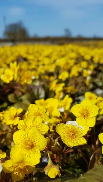 teppich goldbeere waldsteinia ternarta