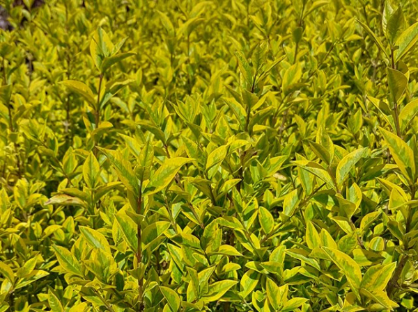 Goldliguster - Ligustrum ovalifolium Aureum