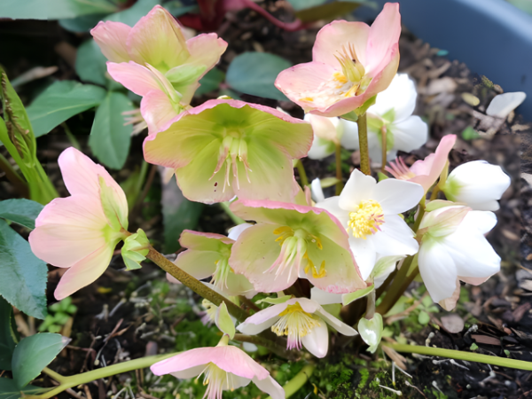 Helleborus niger - Christrose