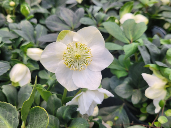 Helleborus niger - Christrose