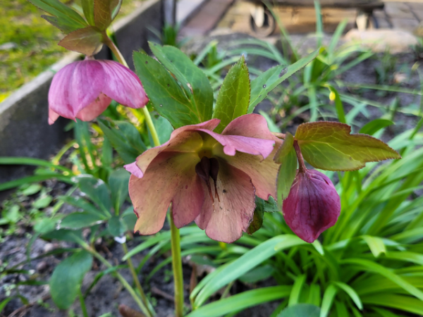 Helleborus x orientalis, rot