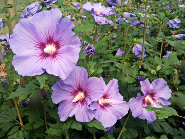 Rosen-Eibisch Blue Bird Hibiscus syriacus Blue Bird