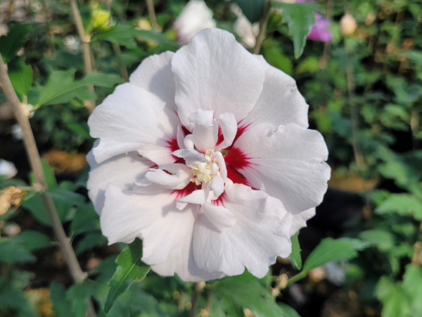 Rosen-Eibisch "Speciosus" - Hibiscus syriacus "Speciosus"