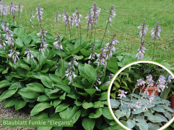 Hosta sieboldiana "Elegans" - (Blaublatt Funkie "Elegans"),