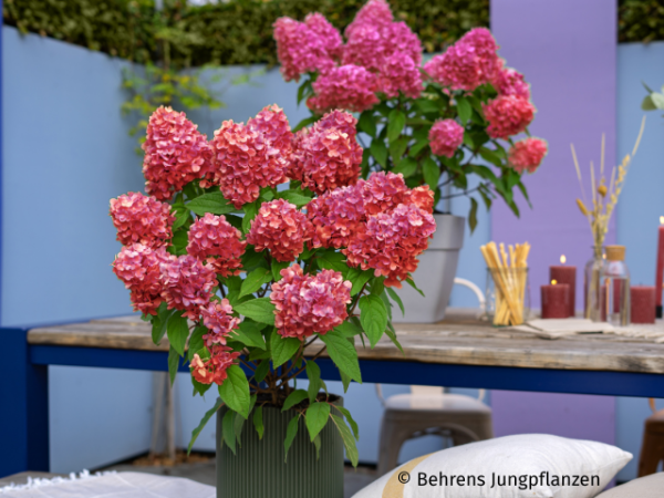 Rispenhortensie Bloody Marie ®