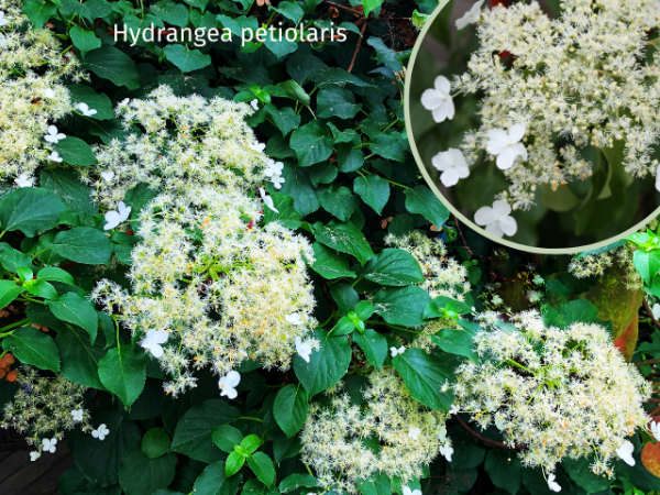 bild Kletterhortensie