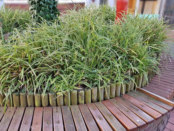 Carex foliosissima Icedance
