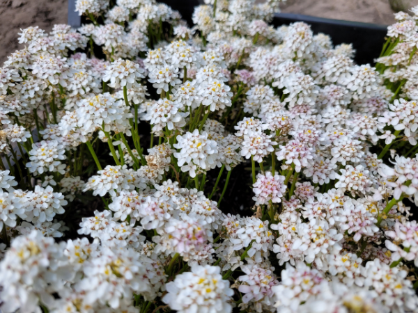 Iberis sempervirens - Hohe Schleifenblume